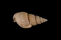 藏品(織紋螺)的圖片